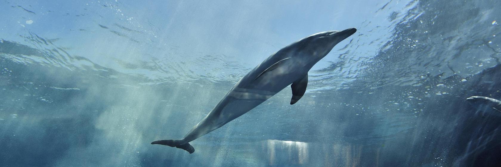 Aquarium de Gênes